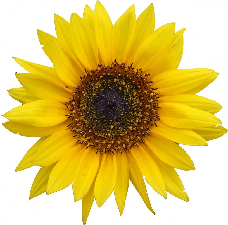 tournesol sainte lucie