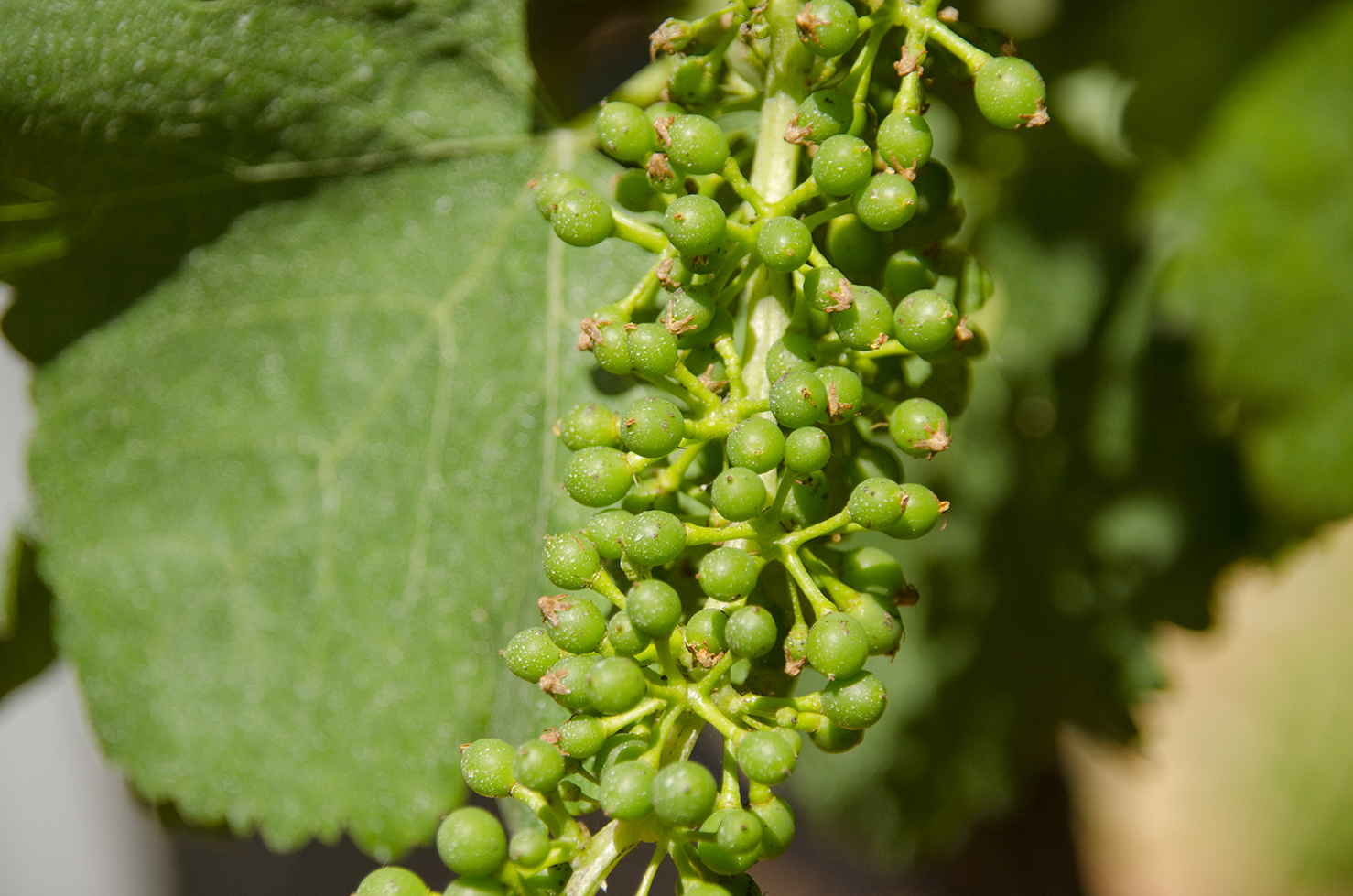 vignoble ste lucie